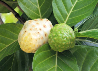 नोनी जूस के फायदे 100 रोगों की एक दवा नोनी जूस के फायदे 100 रोगों की एक दवा