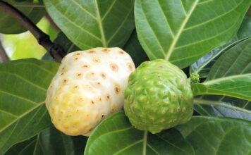 नोनी जूस के फायदे 100 रोगों की एक दवा नोनी जूस के फायदे 100 रोगों की एक दवा