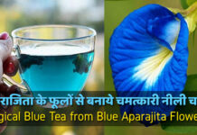 अपराजिता के फूलों से बनाये चमत्कारी नीली चाय | Magical Blue Tea from Blue Aparajita Flowers अपराजिता के फूलों से बनाये चमत्कारी नीली चाय | Magical Blue Tea from Blue Aparajita Flowers