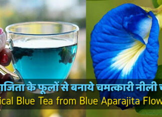 अपराजिता के फूलों से बनाये चमत्कारी नीली चाय | Magical Blue Tea from Blue Aparajita Flowers अपराजिता के फूलों से बनाये चमत्कारी नीली चाय | Magical Blue Tea from Blue Aparajita Flowers