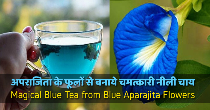 अपराजिता के फूल से बनाये चमतकारी नीली चाय